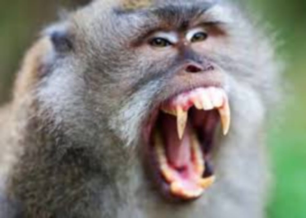 boys and girls do not go to school after baboon fear
