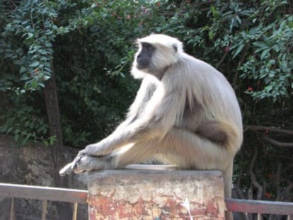 boys and girls do not go to school after baboon fear