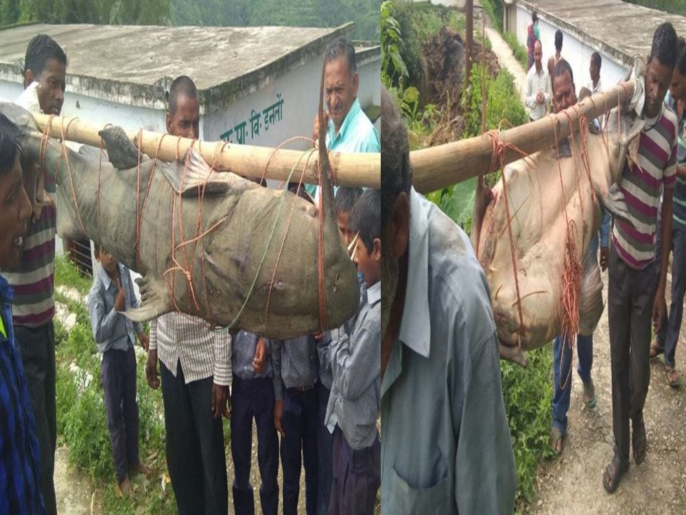 150 kilogram weighted big fish found in uttarakhand video viral
