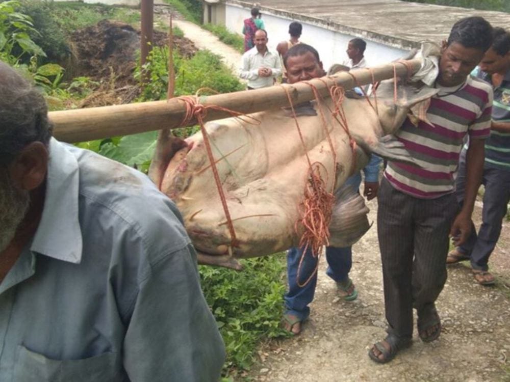 150 kilogram weighted big fish found in uttarakhand video viral