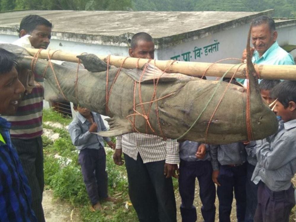 150 kilogram weighted big fish found in uttarakhand video viral
