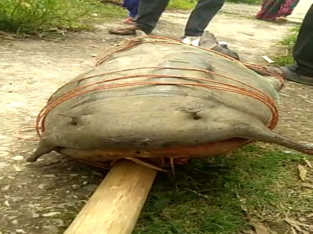 150 kilogram weighted big fish found in uttarakhand video viral