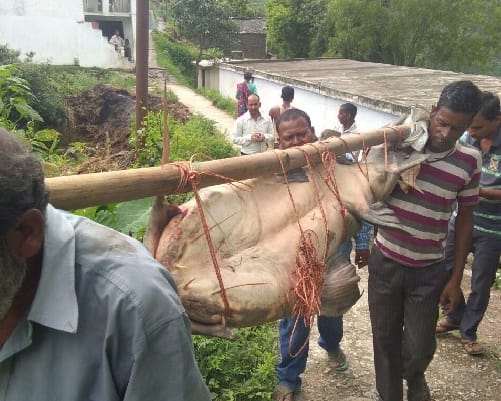  FIR will be registered in case of giant fishing
