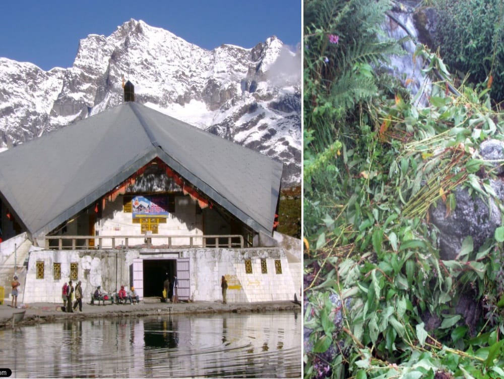 Polygonum become danger in hemkund sahib route for plants
