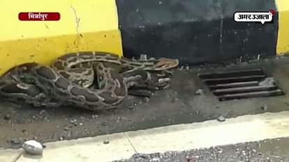 Python strays on road near Lakhania waterfall after heavy rainfall
