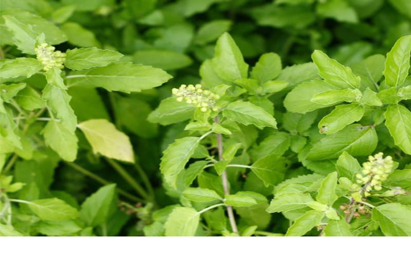 RSS Muslim Manch distributes to Muslims, Tulsi as jannati jhaad