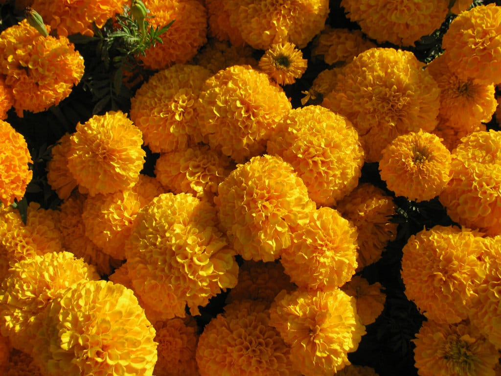 this flower can change your luck or guru dosh