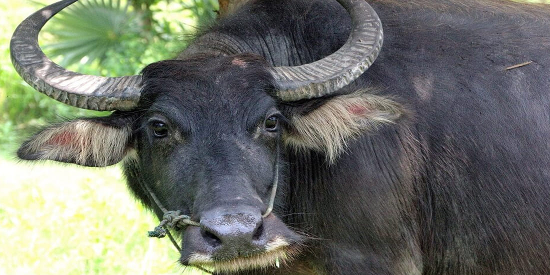 Old man dead due to buffalo attack after collision with bike