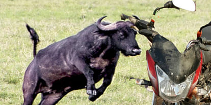 Old man dead due to buffalo attack after collision with bike
