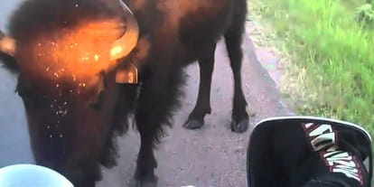 Old man dead due to buffalo attack after collision with bike