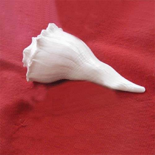Shell or shankh for love and money