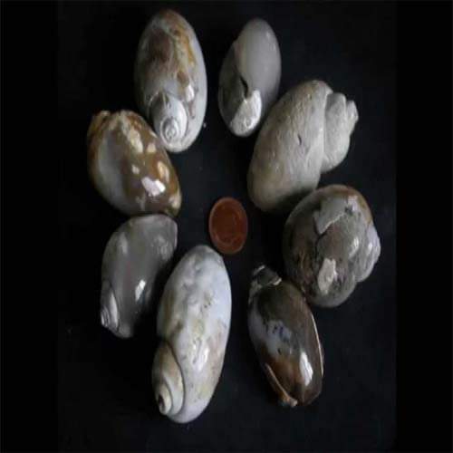 Shell or shankh for love and money