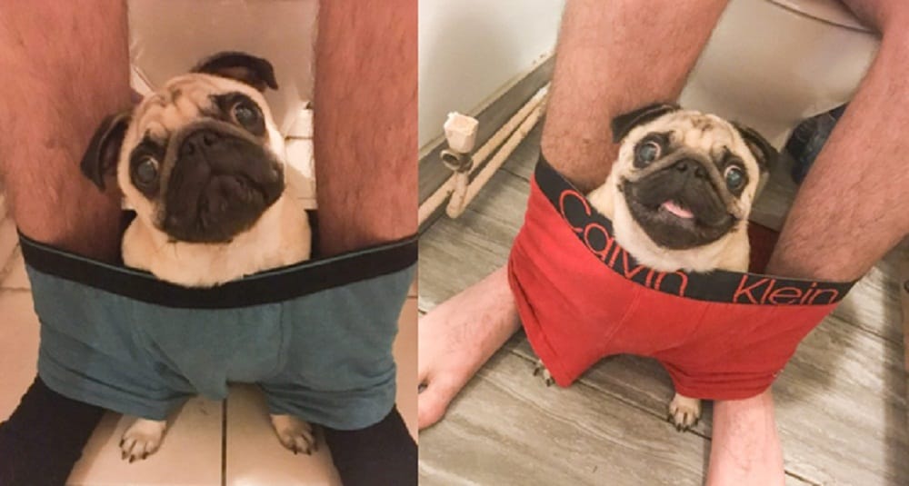 Pet dog Nigel the Pug never leaves owner alone   follows him in loo also