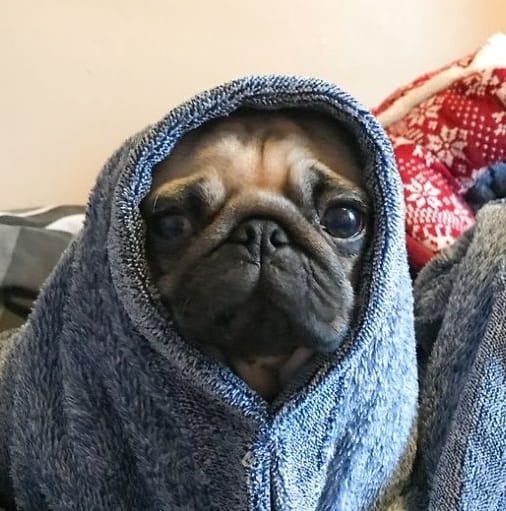 Pet dog Nigel the Pug never leaves owner alone   follows him in loo also