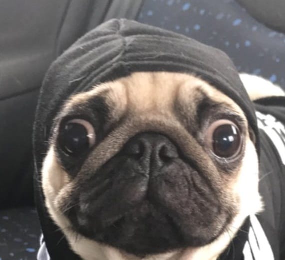 Pet dog Nigel the Pug never leaves owner alone   follows him in loo also