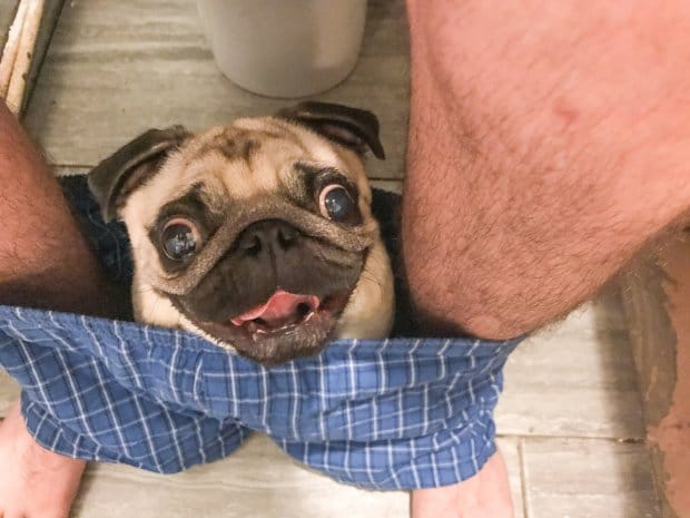 Pet dog Nigel the Pug never leaves owner alone   follows him in loo also