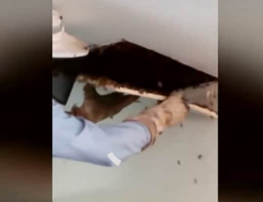watch how girl found thousands of bees living inside the room ceiling