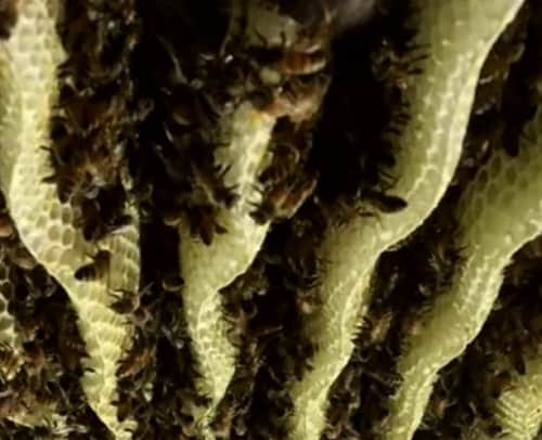 watch how girl found thousands of bees living inside the room ceiling