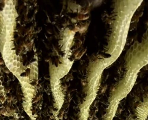 watch how girl found thousands of bees living inside the room ceiling