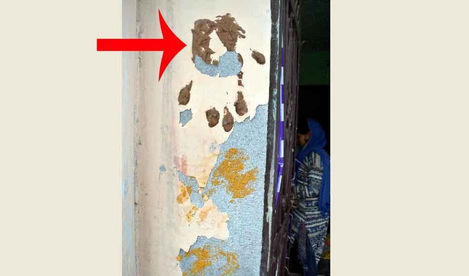 women pony being cut in this village getting ill in gurugram 