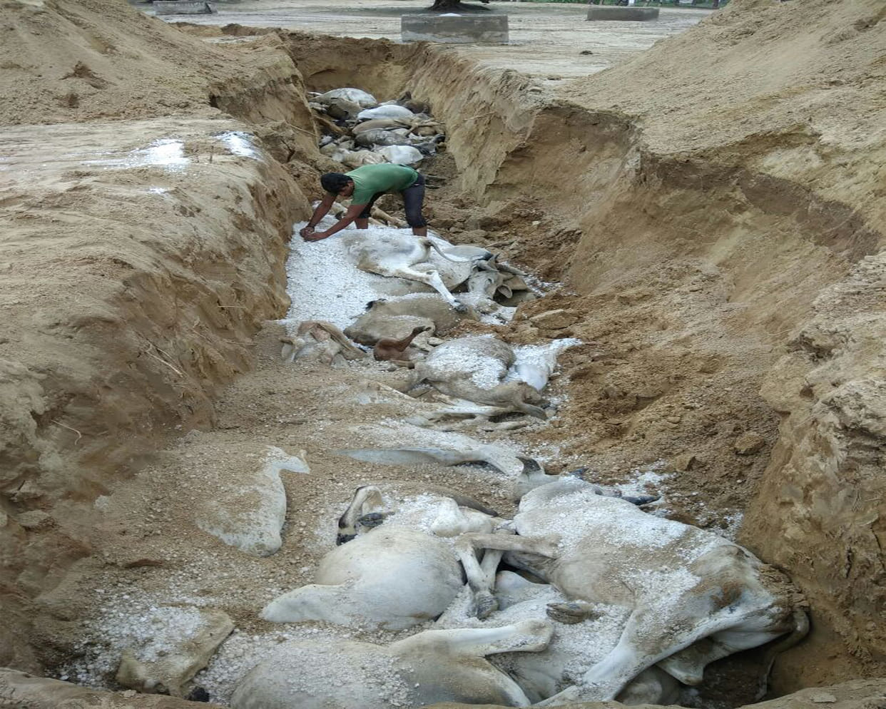 cow bovine dead in large number in rajsthan