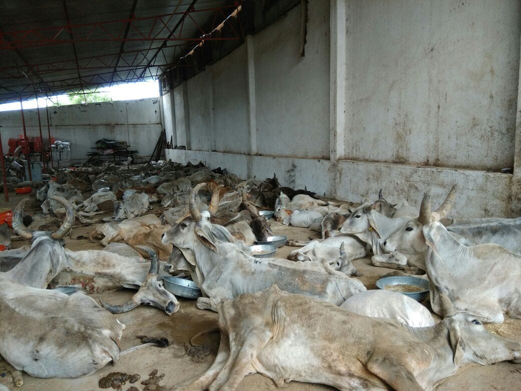 cow bovine death  in large number in rajasthan