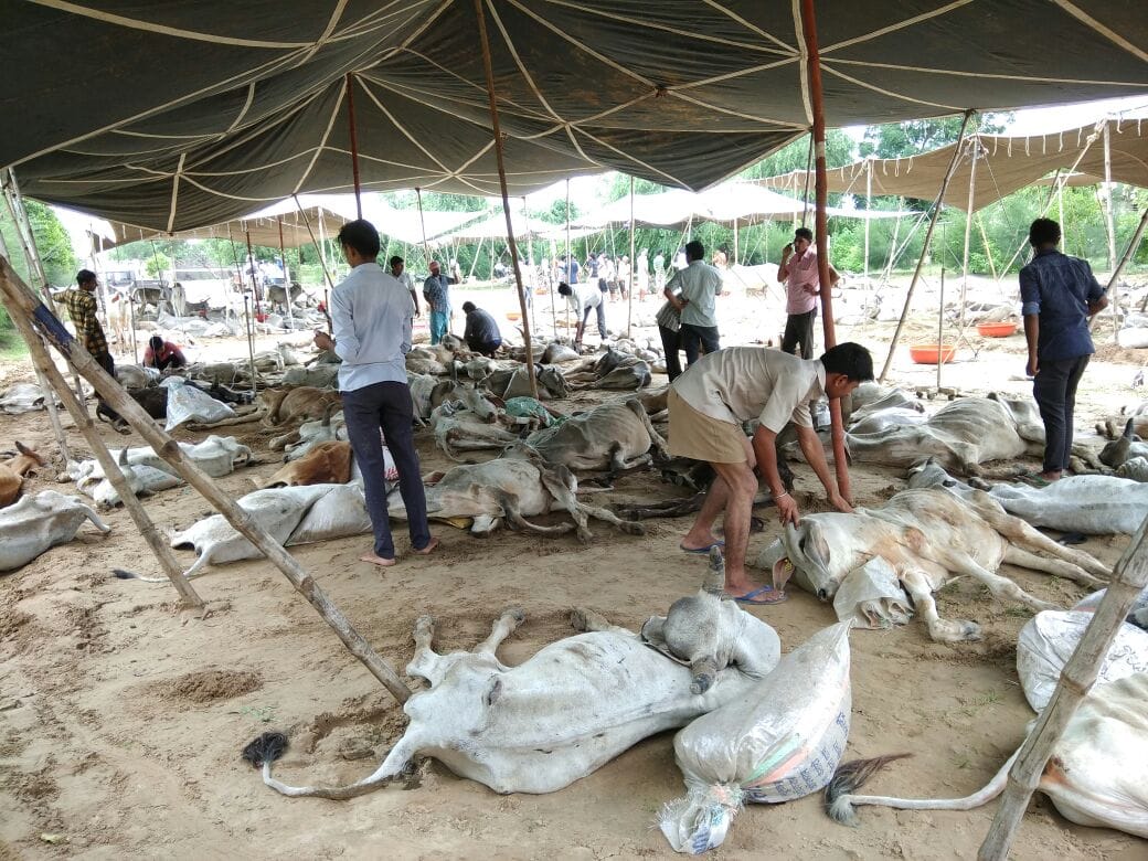cow bovine dead in large number in rajsthan
