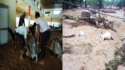 cow bovine death  in large number in rajasthan