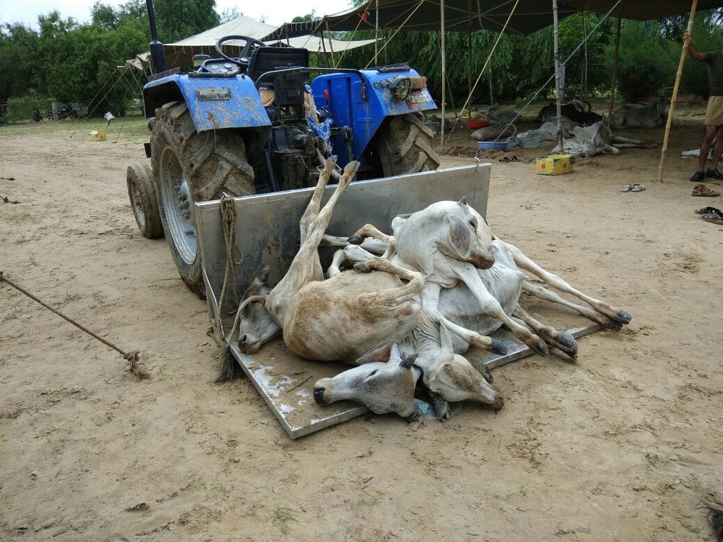 cow bovine dead in large number in rajsthan