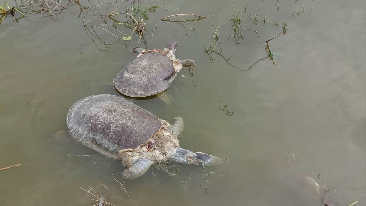died tortoise seen in water of yamuna in agra