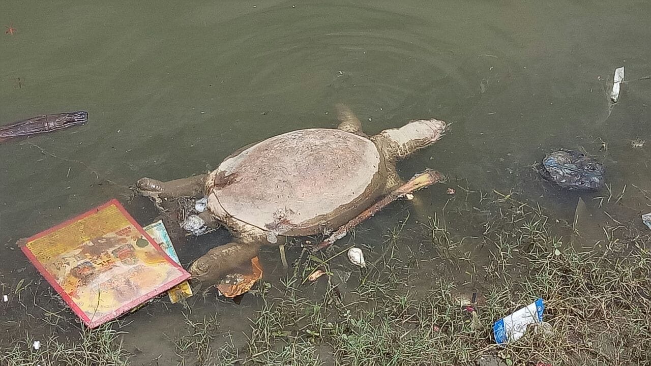 died tortoise seen in water of yamuna in agra
