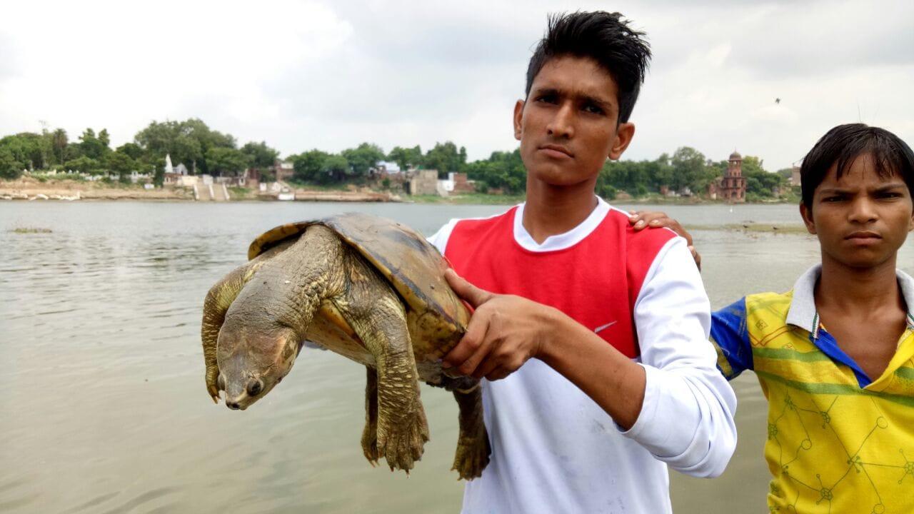 died tortoise seen in water of yamuna in agra