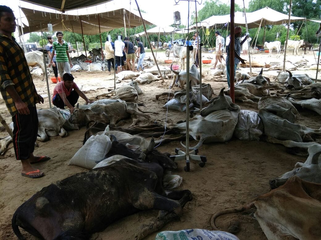 cow bovine dead in large number in rajsthan