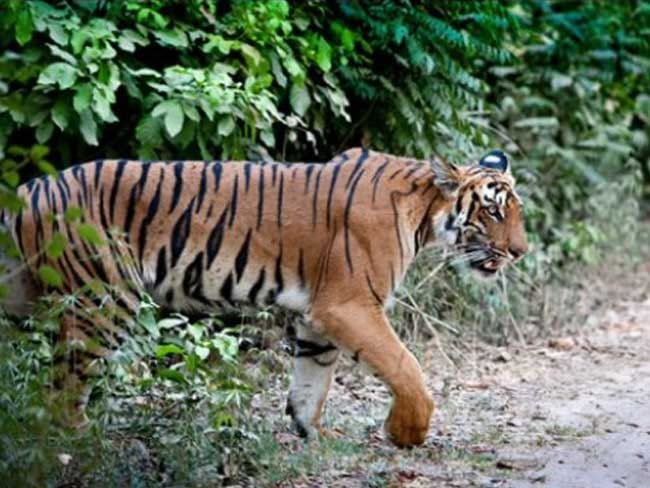Tiger reached near Kachhari in Pilibhit, attacked on cow
