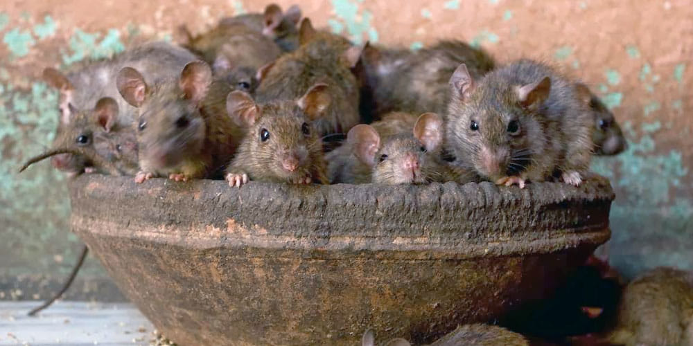 moradabad railway spend sixteen lakh to kill rat