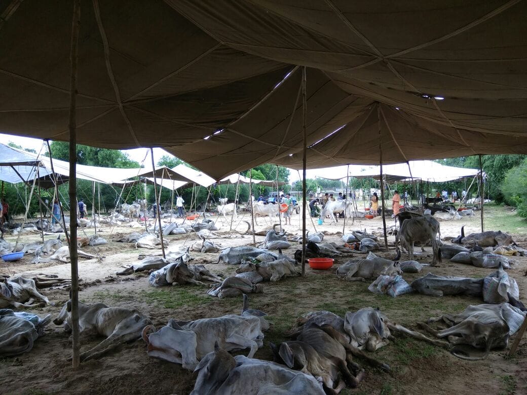 cow bovine dead in large number in rajsthan