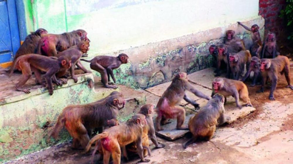 monkeys attack on a man 