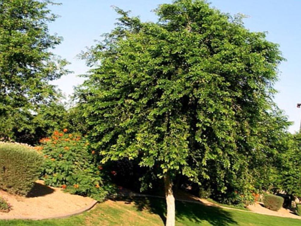 225 years old shisham tree revealing in president house delhi