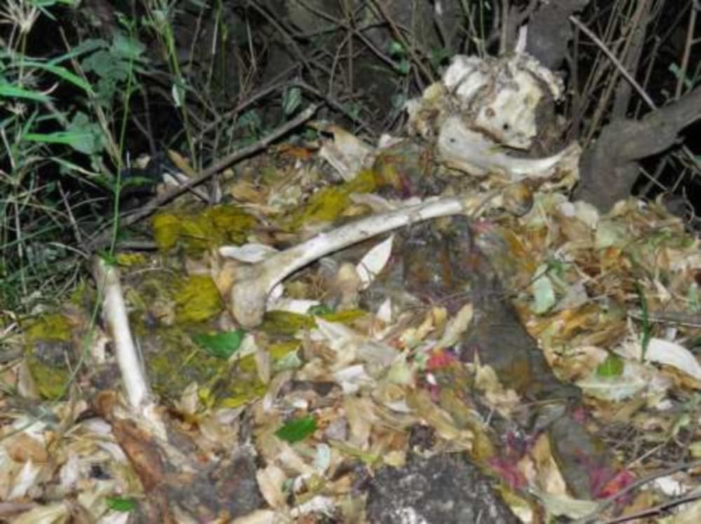 Skeleton found in kedarnath again