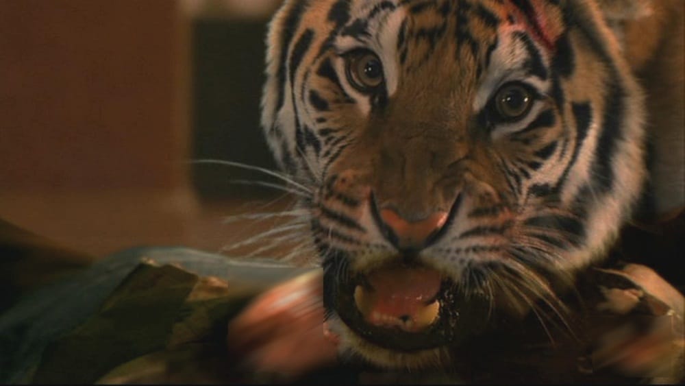 tiger killed a man in udham singh nagar