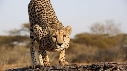  These things about the cheetah will surprise you