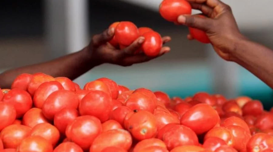 tomato price hits record high at 400 Rupees kilo in Pakistan karachi