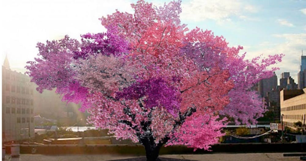 5 things you should know about this tree which   produces 40 different types of fruits 