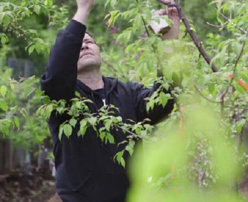 5 things you should know about this tree which   produces 40 different types of fruits 