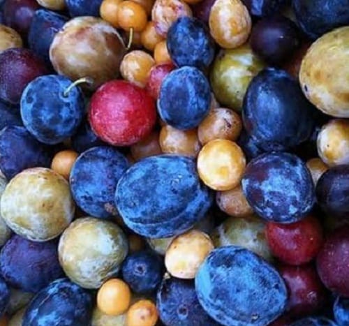 5 things you should know about this tree which   produces 40 different types of fruits 