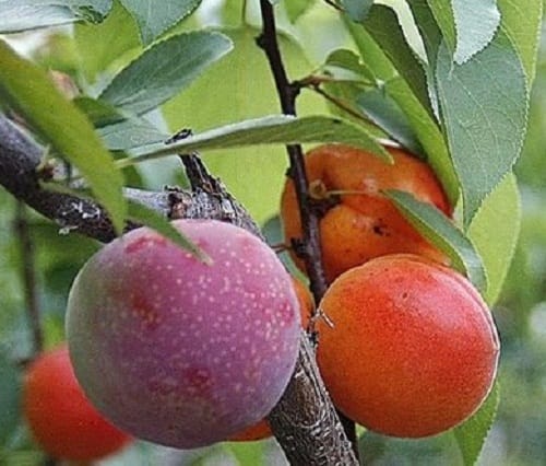 5 things you should know about this tree which   produces 40 different types of fruits 