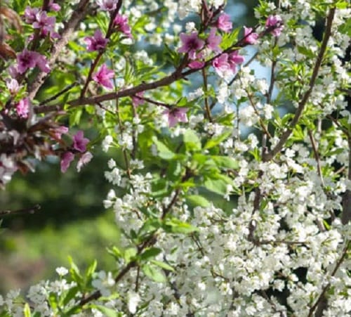 5 things you should know about this tree which   produces 40 different types of fruits 