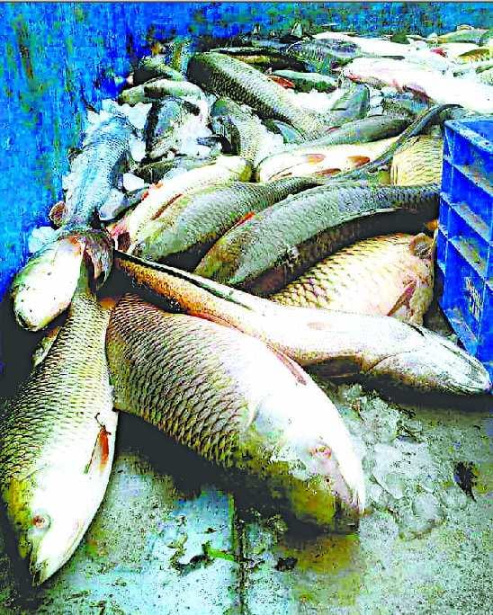 Poaching of fish not stopped