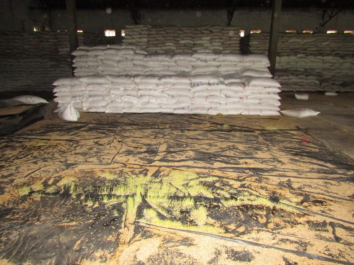 hundred quintel grains waste