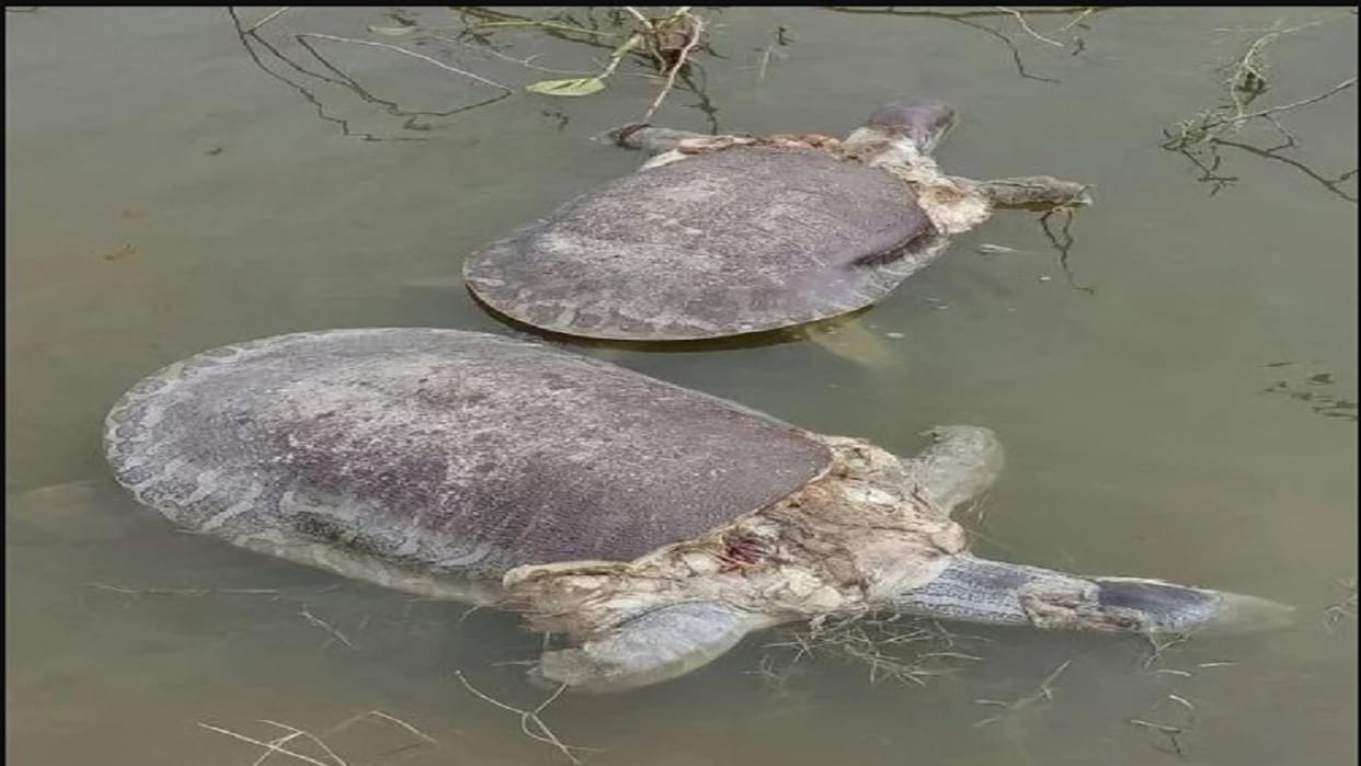 Hunt Of Tuetle In Bah One Found Died